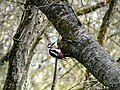 Thumbnail for File:Hairy Woodpecker in tree.jpg