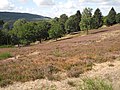 image=https://commons.wikimedia.org/wiki/File:Heide_bei_Großalmerode_2018-08-26_a.JPG