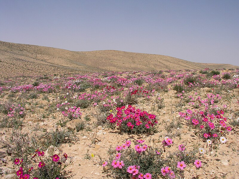 File:Helianthemum vesicarium in bloom - Lotz Cisterns, 2007.jpg