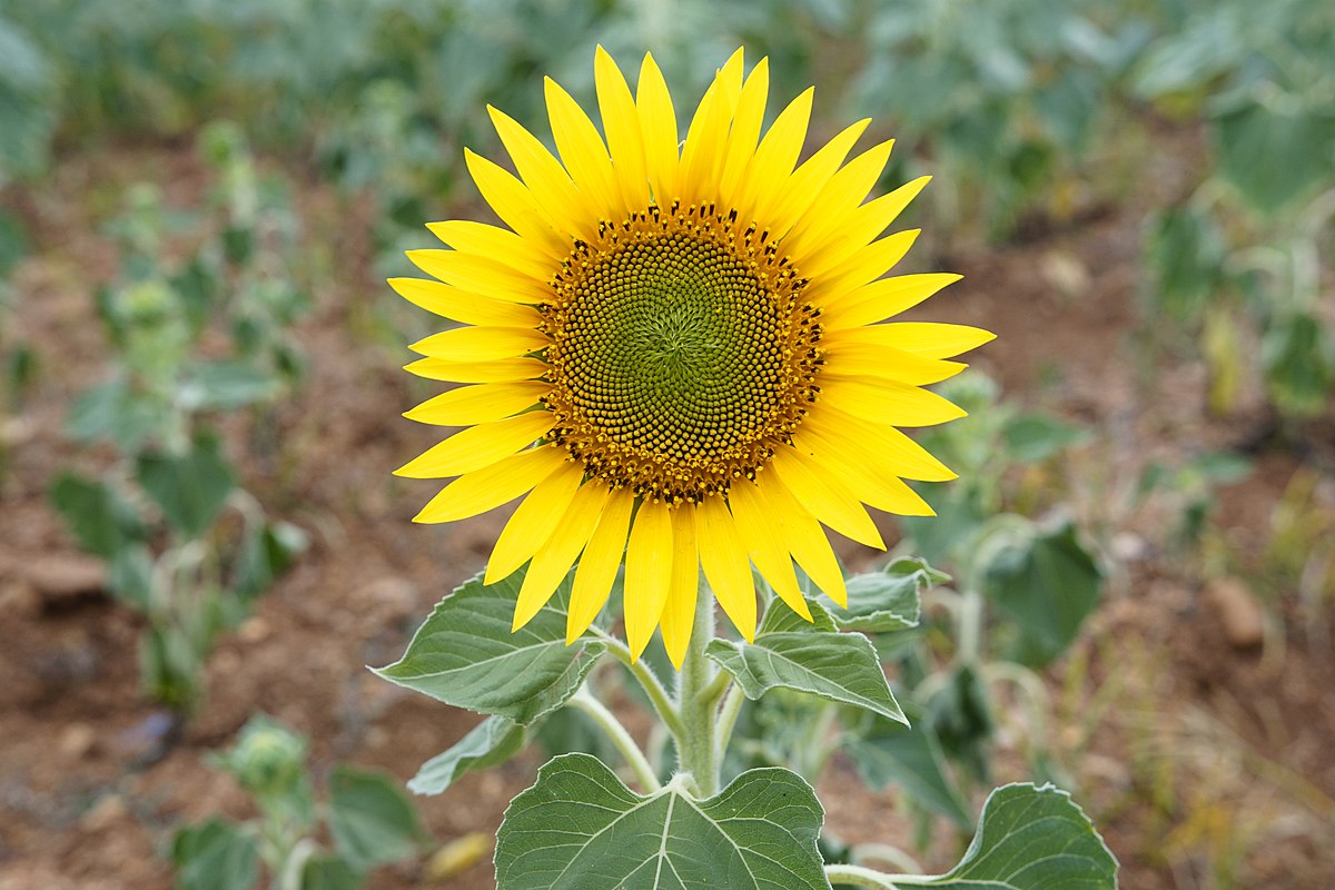 Helianthus annuus в косметике. Helianthus annuus. Helianthus annuus рисунок. Схема строения стебля подсолнечника (Helianthus annuus):.