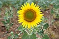 * Nomination Helianthus annuus --Vengolis 02:22, 24 August 2017 (UTC) * Promotion Good quality. -- Johann Jaritz 03:00, 24 August 2017 (UTC)