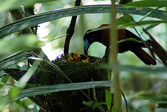 Un oiseau noir et orange avec un bec bleu-électrique donne la becquée à ses trois petits dans leur nid.