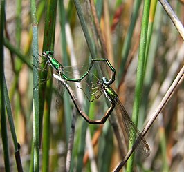 Hemiphlebia mirabilis