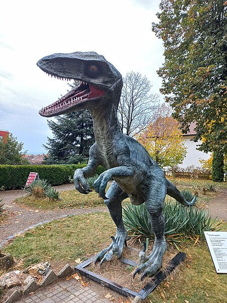 File:Hermannstadt (Sibiu)-naturehistorical Museum Brukenthal-park-Utahraptor-01ASD.jpg