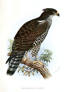 HieraaetusAyresiFinch-Davies.jpg