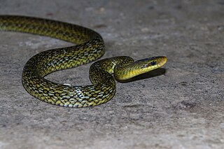 <i>Elaphe hodgsoni</i> Species of snake