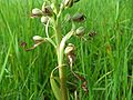 Warme Kalktrockenrasen sind der bevorzugte Standort der Bocks-Riemenzunge (Himantoglossum hircinum)