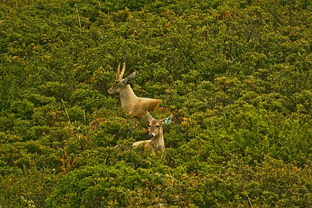 Tập_tin:Hippocamelus_bisulcus,_Parque_Nacional_Torres_del_Paine,_Chile.jpg