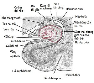 Hồi Hải Mã: Lịch sử danh pháp, Liên quan đến hệ viền, Giải phẫu học