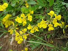 Hippocrepis comosa.jpg