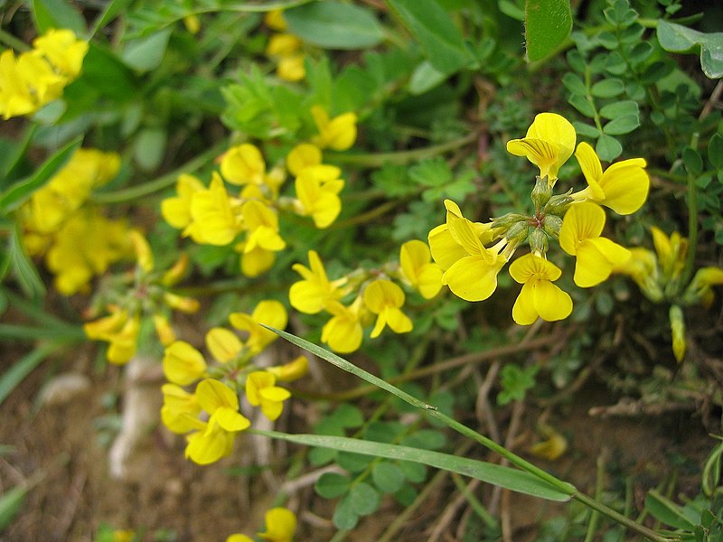 File:Hippocrepis comosa.jpg