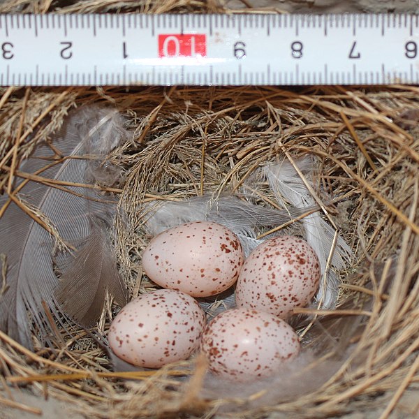 File:Hirundo rustica gutturalis nest and 4 eggs with scale.jpg