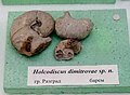 en:Holcodiscus dimitrovae sp.n. en:Barremian, en:Razgrad at the Sofia University "St. Kliment Ohridski" Museum of Paleontology and Historical Geology