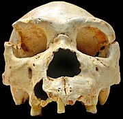 Ο Homo heidelbergensis