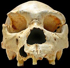 جمجمة لإنسان أتابوركاي، واحدة من الاكتشافات الأكثر أهمية. لم يتم العثور على الفك السفلي