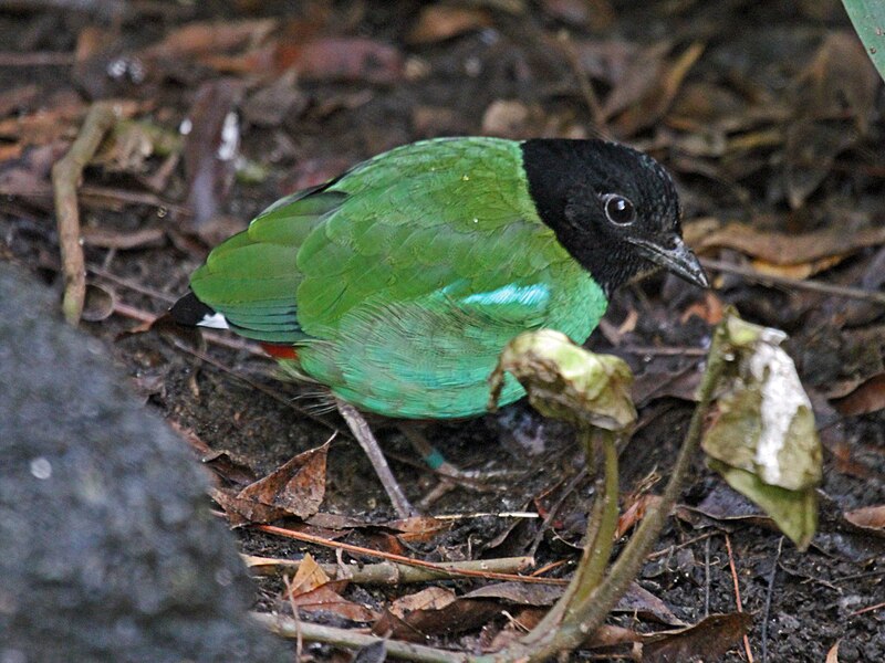 File:Hooded Pitta RWD2.jpg