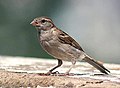 House sparrow I IMG 4529.jpg