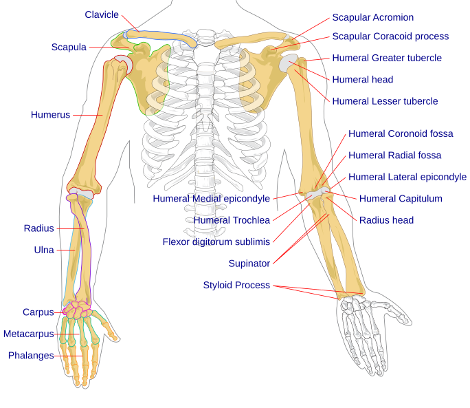 صورة:Human arm bones diagram.svg