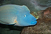 曲紋唇魚 Cheilinus undulatus