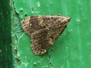 <i>Hydrillodes morosa</i> Species of moth