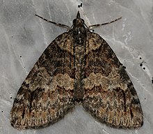 Hydriomena ruberata Hydriomena ruberata (1).JPG