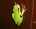 Ranita de San Antonio (Hyla arborea) (CÁCERES).