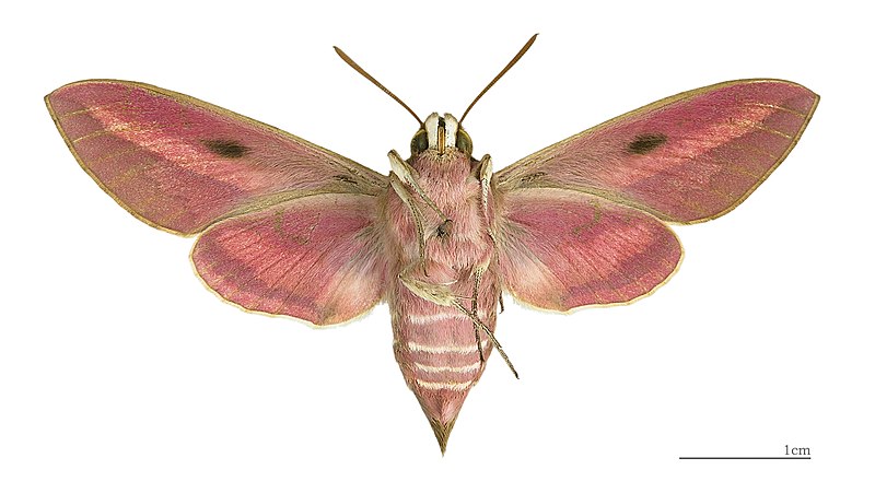 File:Hyles euphorbiae MHNT female ventre.jpg