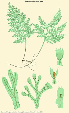 Description de l'image Hymenophyllum erosum.jpg.