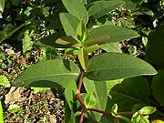 Hypericum calycinum012.jpg