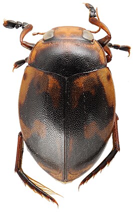 Hyphydrus elegans