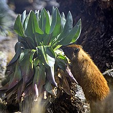 Les jeunes pousses de Dendrosenecio keniensis constituent une nourriture appréciée des damans du Cap.