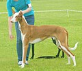 Ibizan Hound, Smooth-haired, red & white