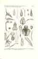 Coelogyne celebensis tab 12 fig. IV in: Johannes Jacobus Smith: Icones Orchidacearum Malayensium I (1930)