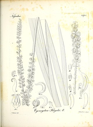 <span class="mw-page-title-main">Josef Zehner</span> 19th century botanical illustrator