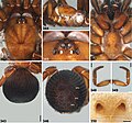 Miniatura para Idiosoma schoknechtorum