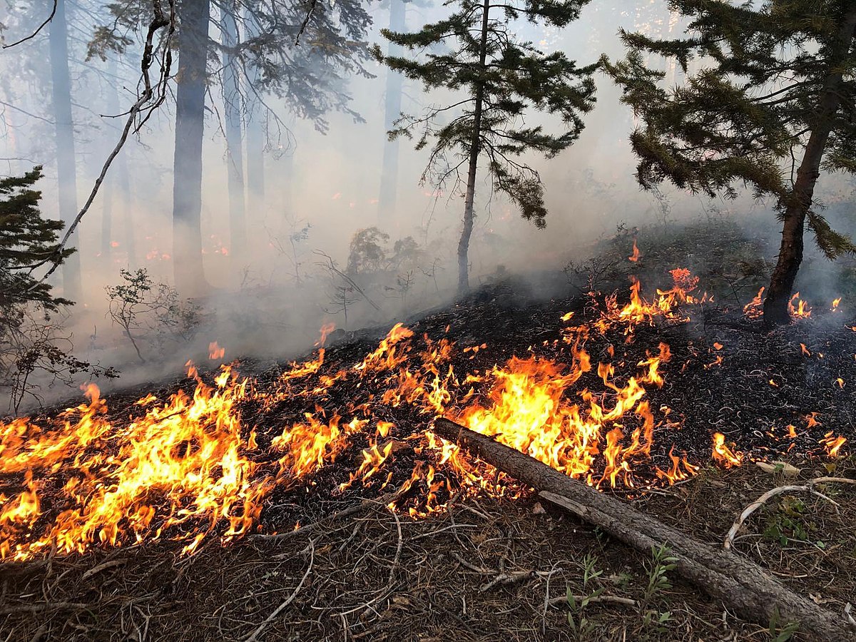 Near the fire. Fire ecology. Fire Wiki. Burning pile.