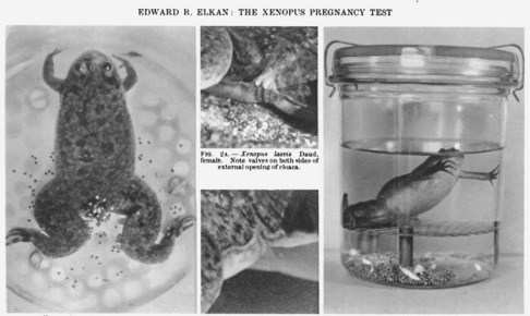Xenopus pregnancy test Images-from-a-1938-article-in-the-British-Medical-Journal-by-Edward-R-Elkan-that-helped.png