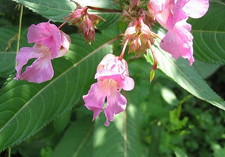 Balsamine de l'Himalaya