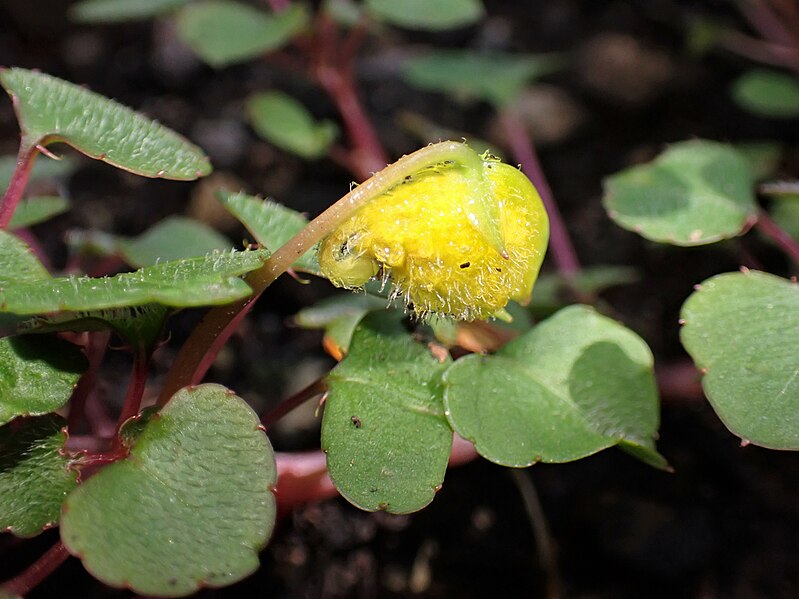 File:Impatiens repens kz03.jpg