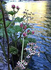 Indian rhubarb (Darmera peltata), on the edge of the McCloud River in May.