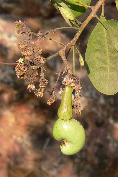 File:Inflor young fruit.JPG