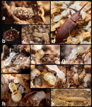 <i>Odontotermes formosanus</i> Species of termite