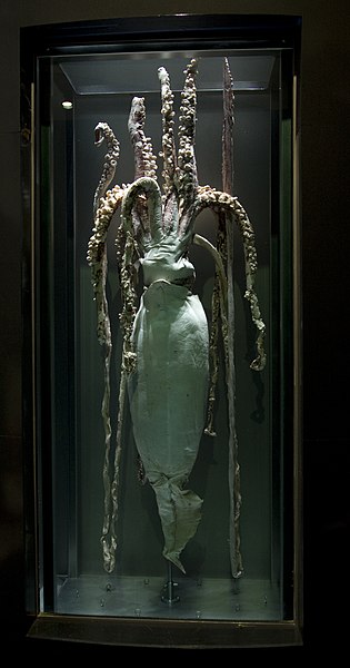 File:Installation of the Giant Squid (male), Architeuthis dux, Phylum Mollusca, into the “Oceans Hall” exhibit (4561135702).jpg