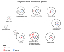 Schemat wyjaśniający proces integracji wirusowego DNA z genomem gospodarza.  Najpierw wirus przenika do komórki gospodarza.  Następnie przechodzi odwrotną transkrypcję, aby wytworzyć wirusowy DNA, który wchodzi do jądra komórki gospodarza i jest wstawiany do genomu gospodarza.  Wirusowy DNA jest następnie transkrybowany i wirus jest składany.  Po złożeniu wirusa migruje do błony powierzchniowej komórki gospodarza i pączkuje, tworząc niezależną cząsteczkę wirusa.  Proces ten trwa, a cząsteczka wirusa może teraz atakować również inne komórki.