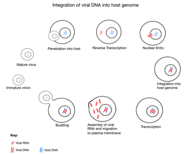 Integration_of_viral_DNA_into_host_genome