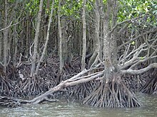 Iriomote mangrove 2007-04-04.jpg