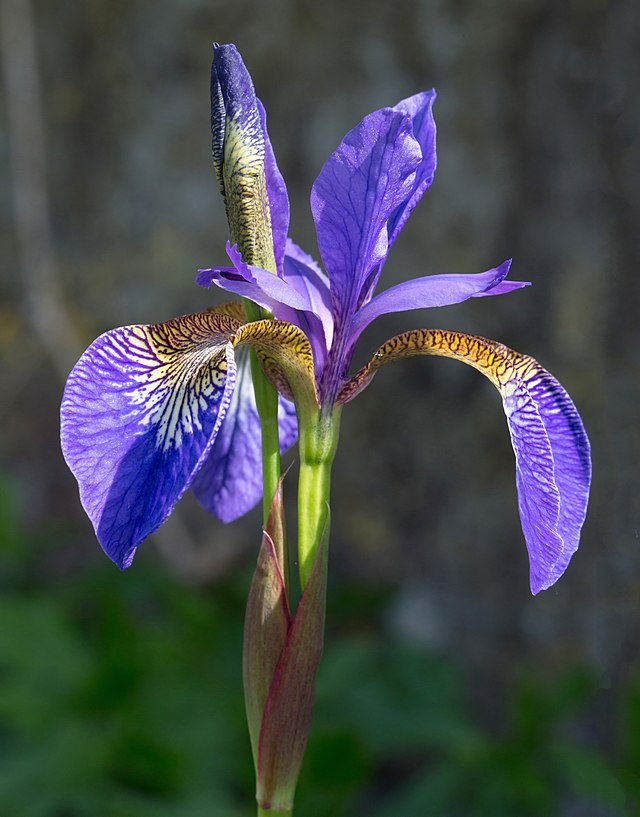 Blue Louisiana Iris, When the blue Iris starts blooming, yo…