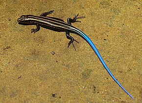 Kishinouetokage (Plestiodon kishinouyei) resim açıklaması - Iriomote adası Japan.jpg.