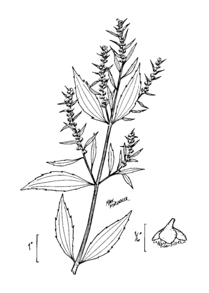 File:Iva frutescens-linedrawing.png