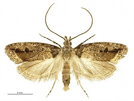 Izatha caustopa